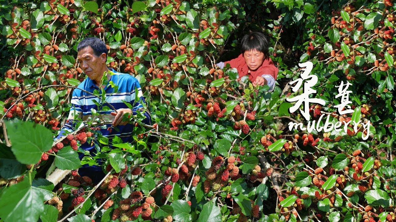 Полные деревья черно-красных спелых шелковиц  собранных для приготовления молочного шоколадного сне