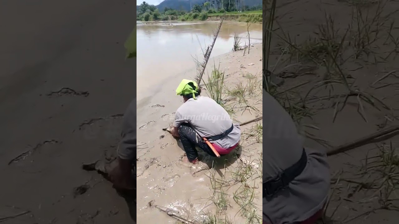 mancing Bulus labi labi,strike ukuran SUPER!! 