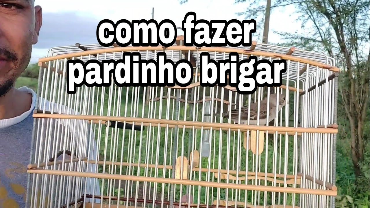 foguea golinha pardinho pra brigar parte 1 olha como ele ficou