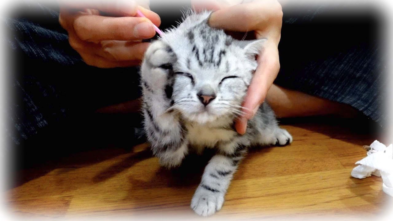 耳掃除をしてたらまねき猫になっちゃった子猫