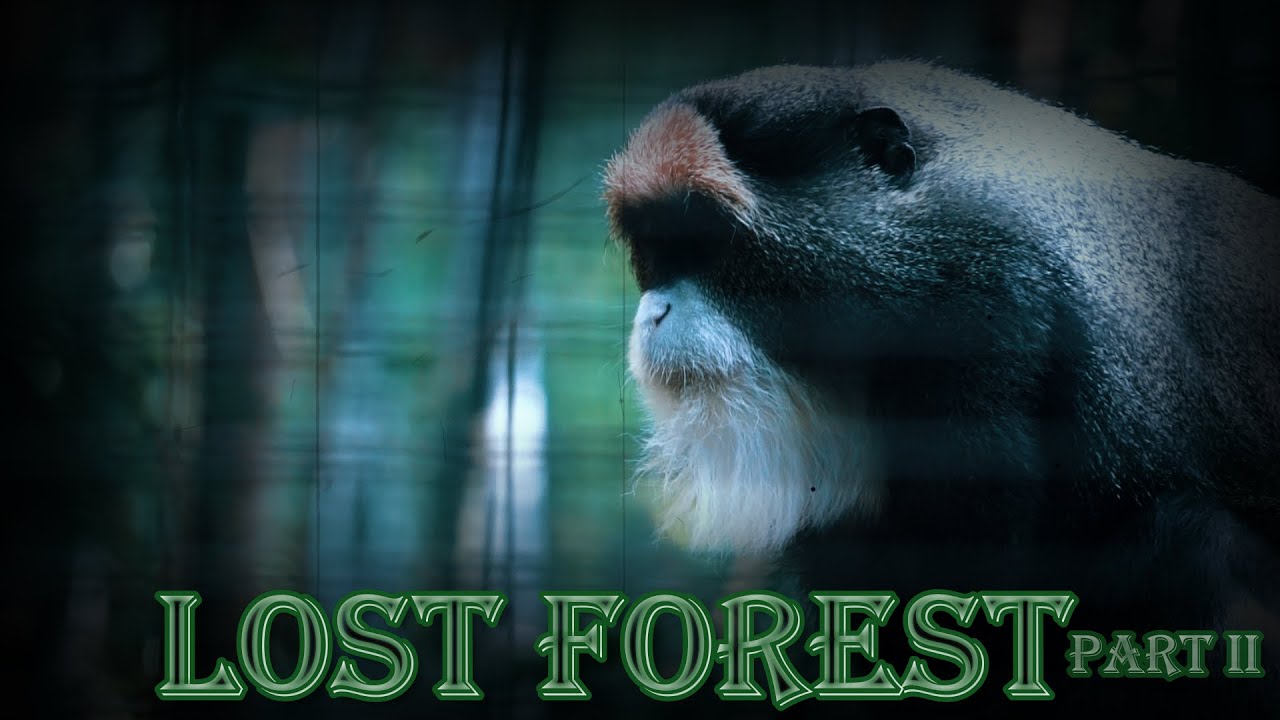 Lost Forest Part II | San Diego Zoo