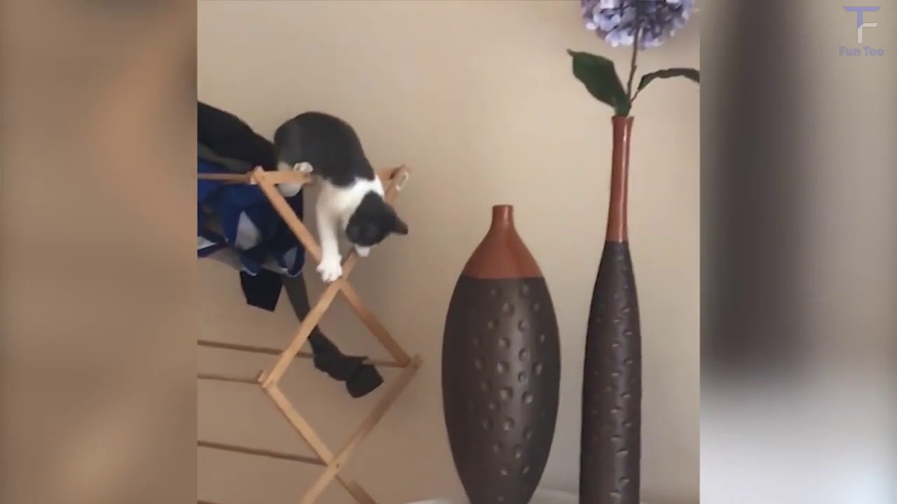 Funny Pets Fails Compilation March 2018 | FunToo