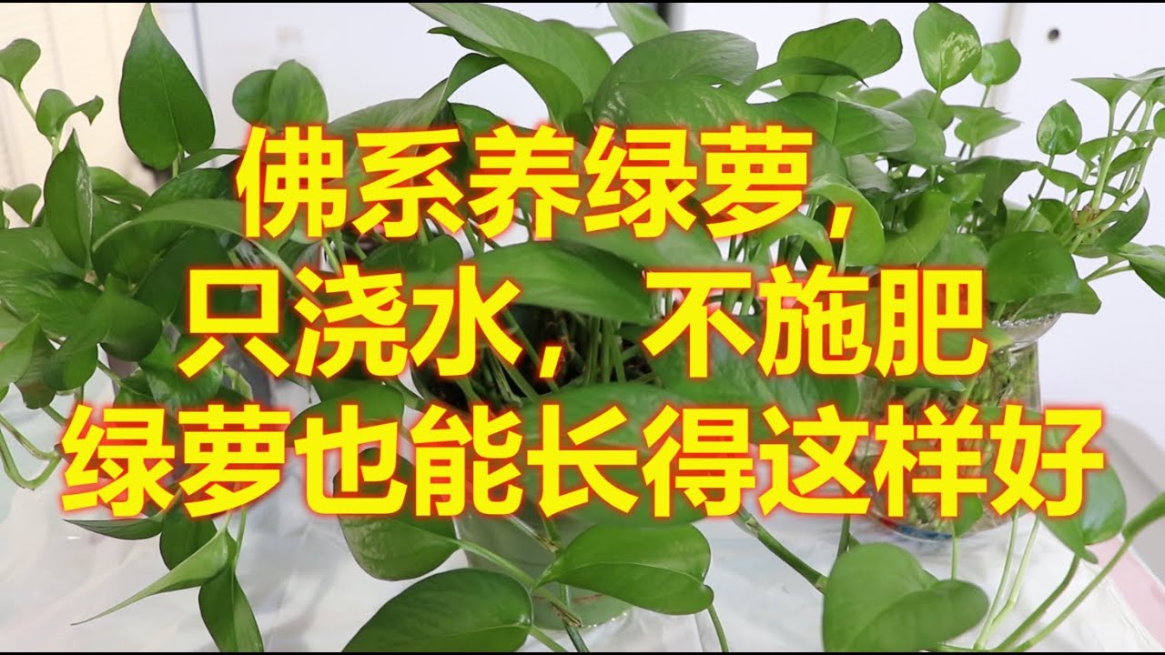 佛系养绿萝，只浇水，不施肥的绿萝也能长得这样好！（再生绿萝的两种方法：水培绿萝和土培绿萝）