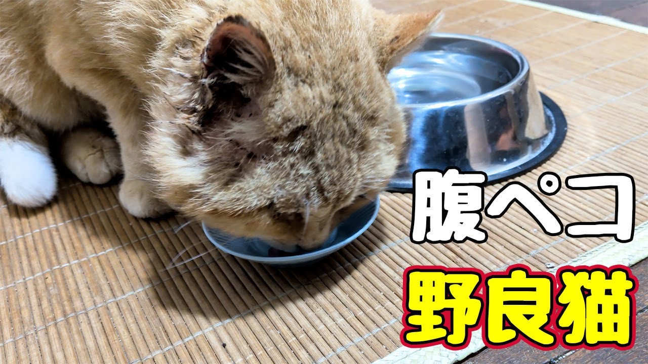 よっぽど おなか空いてたのね【野良猫】
