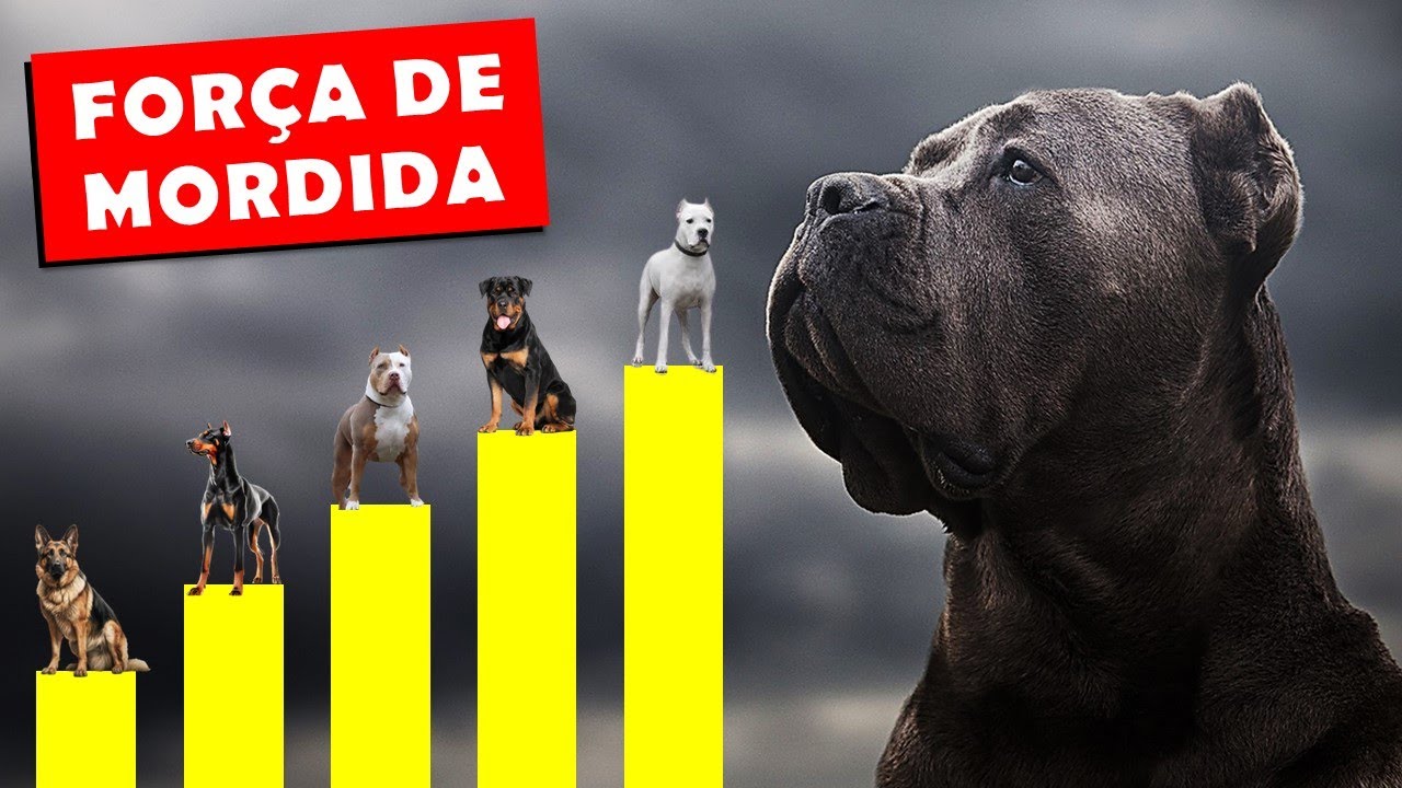 Os 10 c&atilde;es com as mordidas mais fortes do mundo!