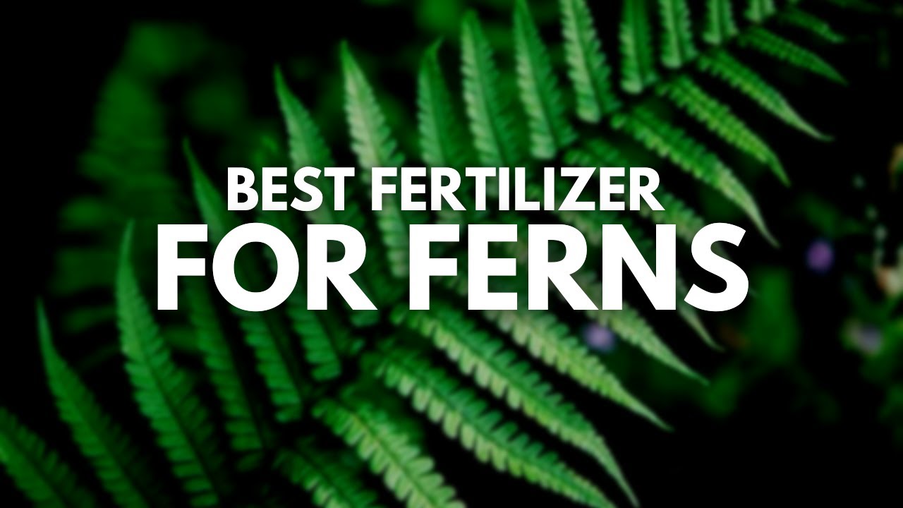 Best Fertilizer for Ferns - Wow, Look at that Spread