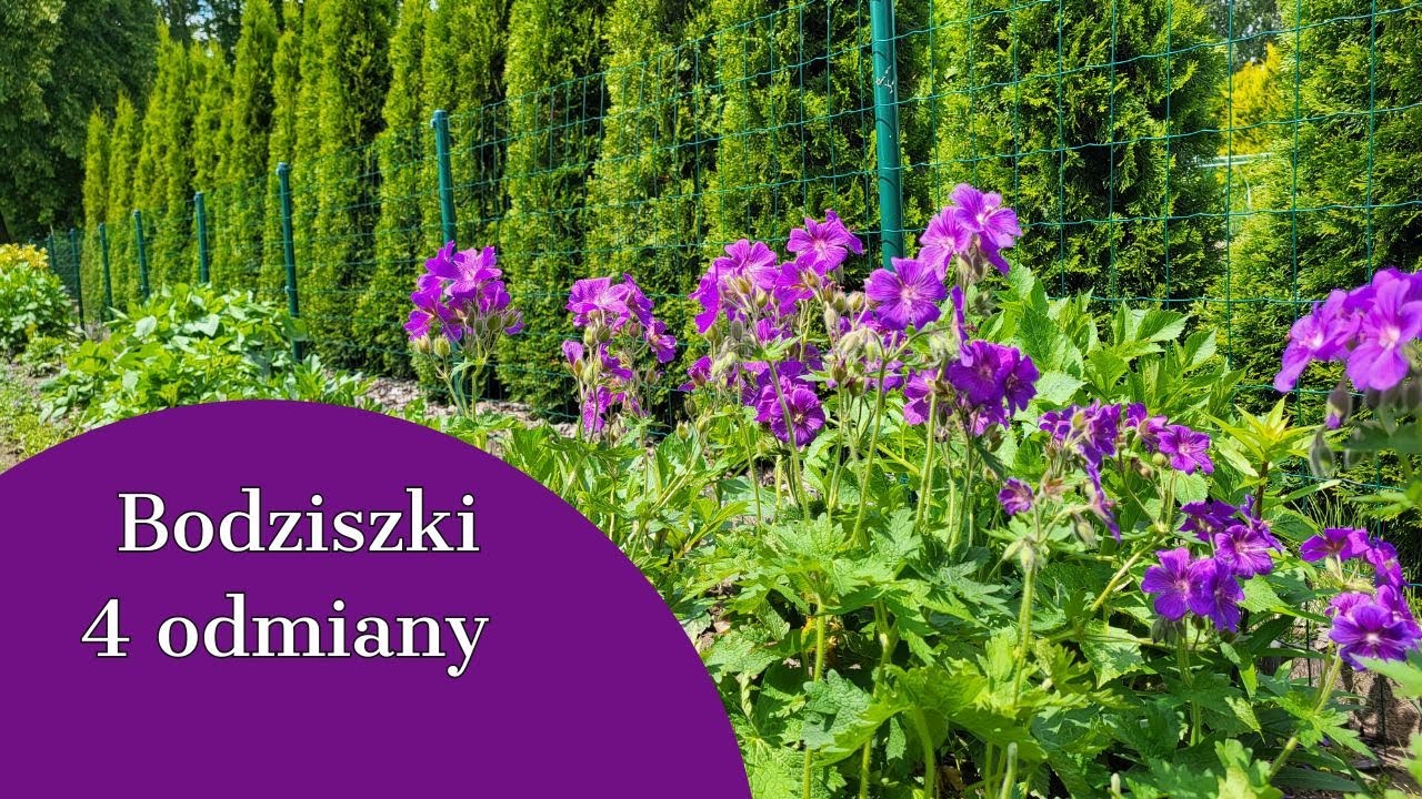 ГЕРАНИ В САДУ...4 РАЗНООБРАЗИЯ...САЖУ АЛЬСТРОМЕРИИ 💮💮💮