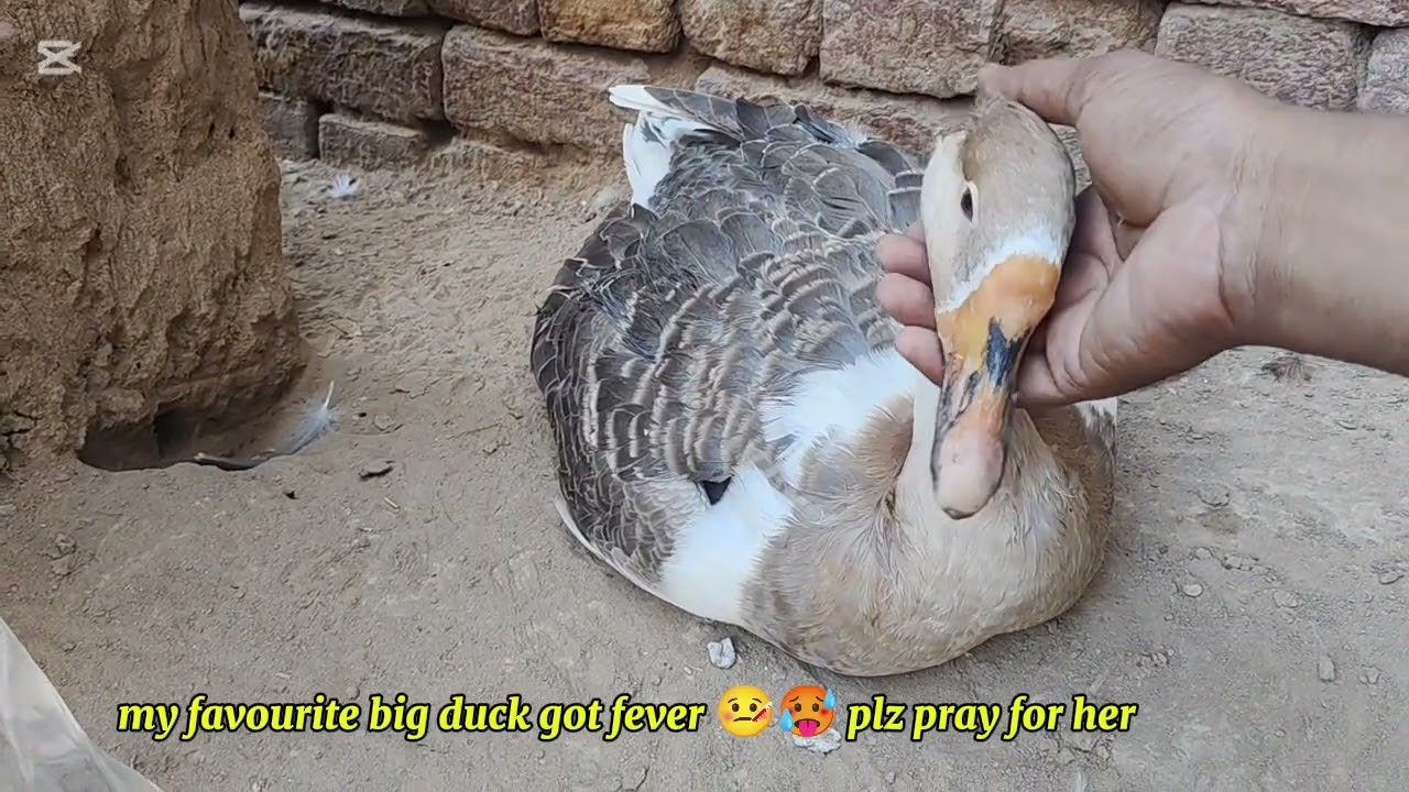 Big Duck 🦆 ko bukhar hogya