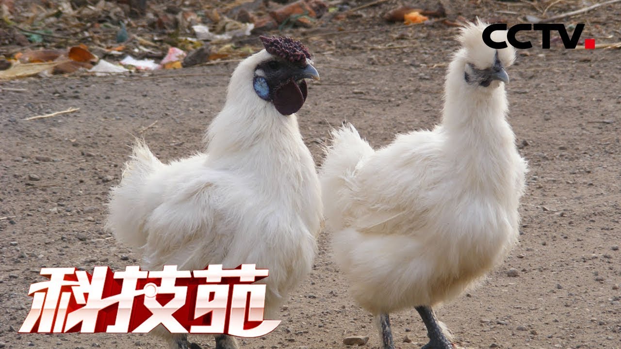 《科技苑》住别墅 打“擂台” 林下跑乌鸡 20190425 | CCTV农业
