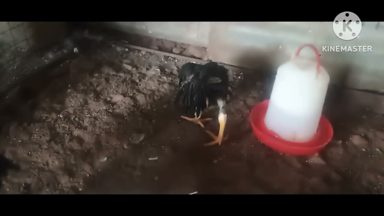 చిలకముక్కు కోడి పిల్లలు అమ్మబడును #birds #egg #chicken    