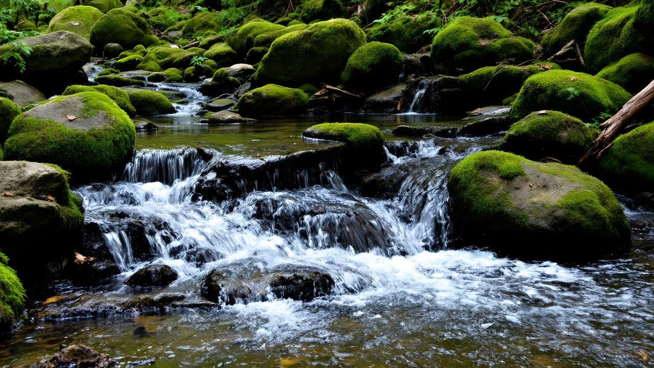 Peaceful Forest River Stream | 24/7 ASMR Nature Sounds for Sleep & Focus