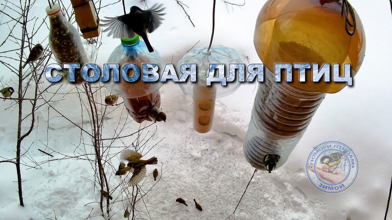 Кормушка для птиц 12 февраля 2026 года (06)