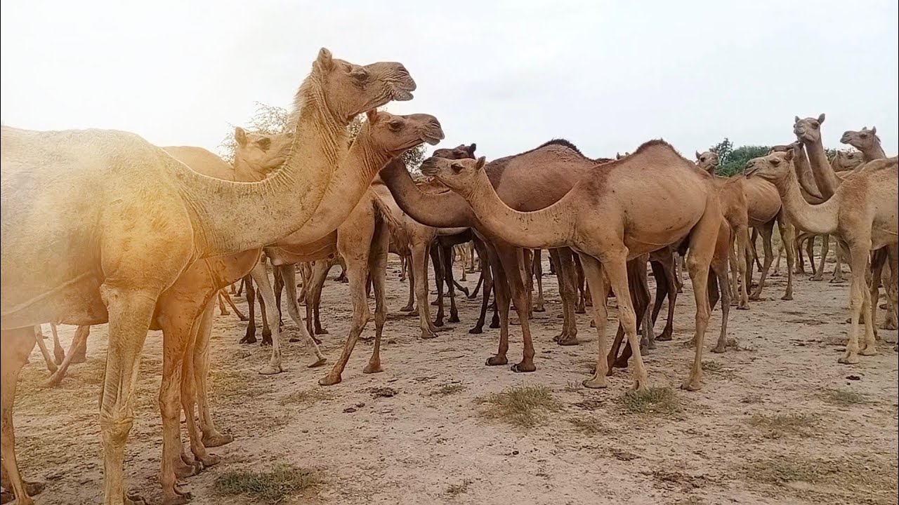 Camel With Her Babies | يأتي أكثر من 500 من الإبل مع صغارها إلى البركة لشرب الماء وتجديد نشاطهم