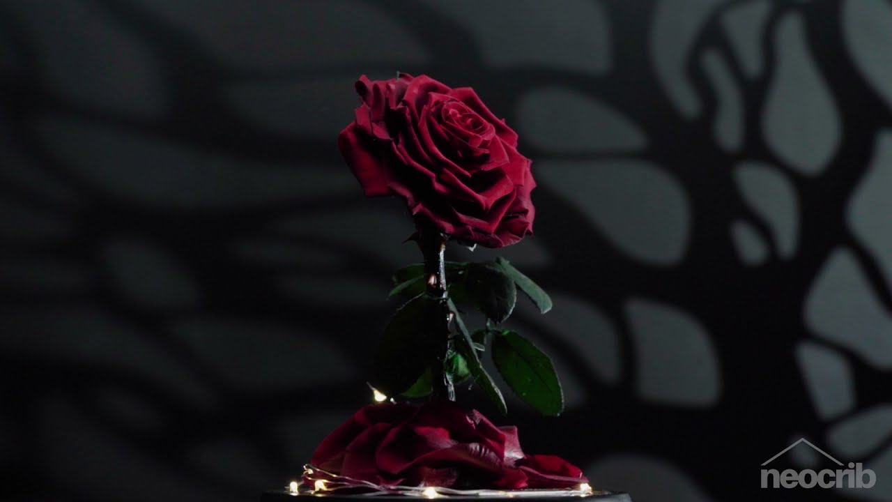 The perfect gift for Mother's day is here. Flower video ads shoot at home