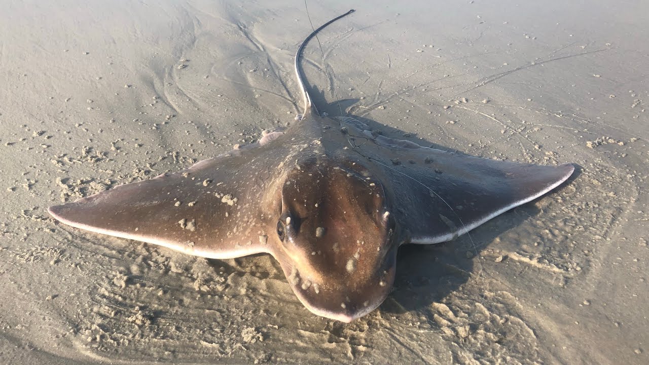 Surf Fishing Cape May, NJ! Shark, Stingray, Weakfish, Kingfish