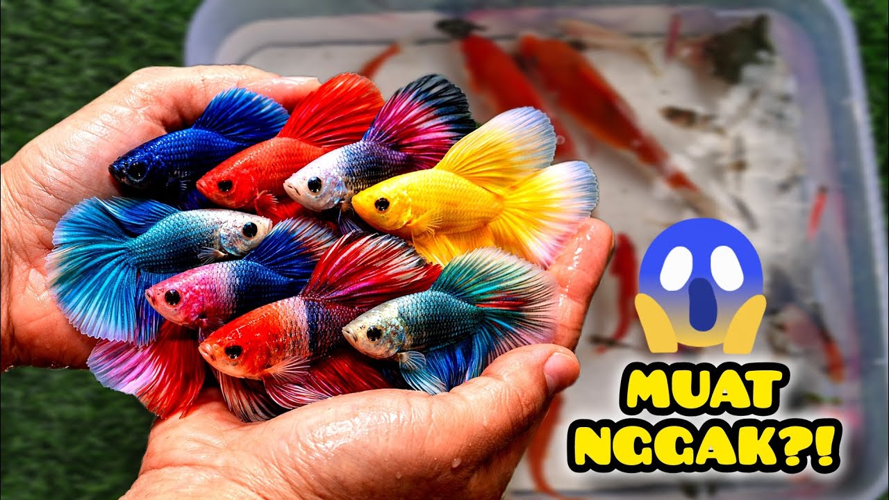 Unboxing Ikan Cupang, Koki, Koi, Glofish & Baby Turtle! Semua Masuk Kolam Mini 😱 Muat Nggak?!
