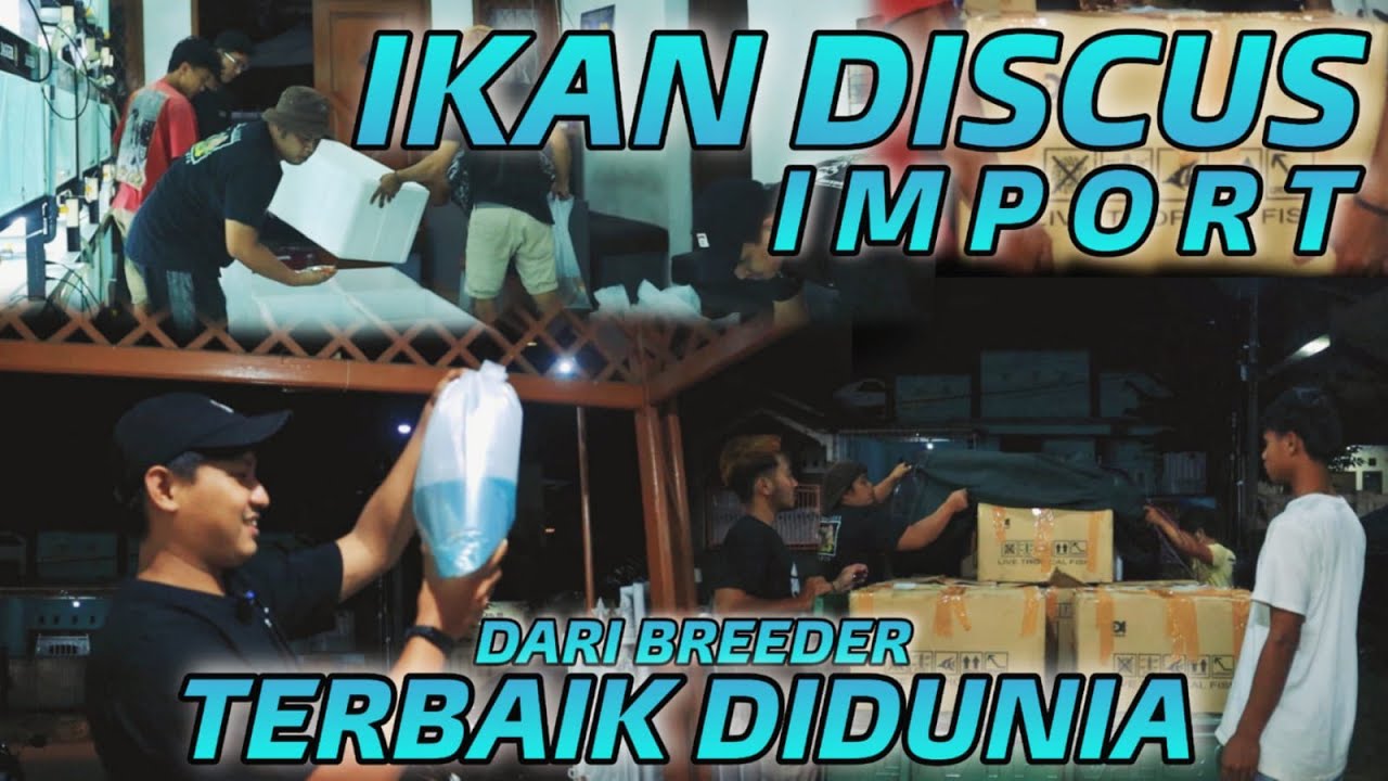 IKAN DISCUS IMPORT !!! DARI BREEDER TERBAIK DIDUNIA