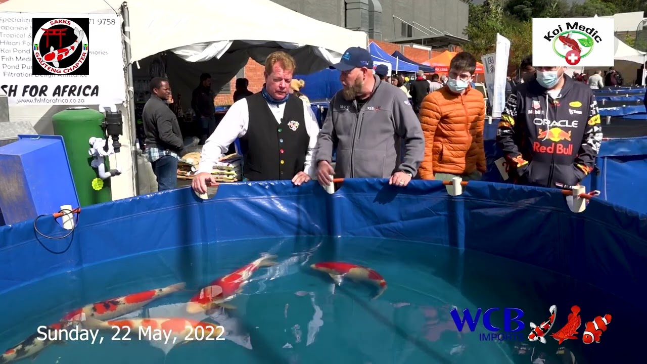 2022 Grand Champion Koi spotted and imported by Mike Segal of WCB Imports- SAKKS 2022 Gauteng Show