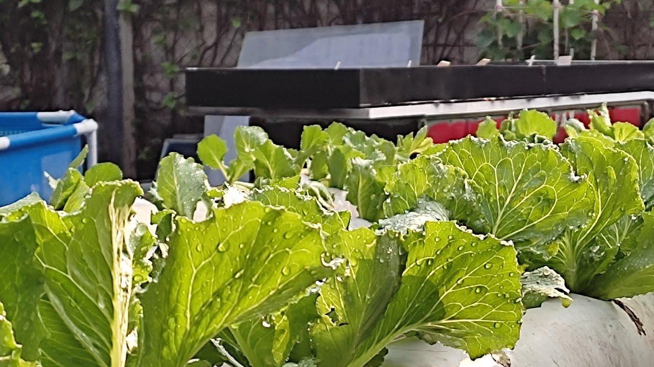Efectos de la lluvia en lechugas hidroponicas y en almacigos al exterior