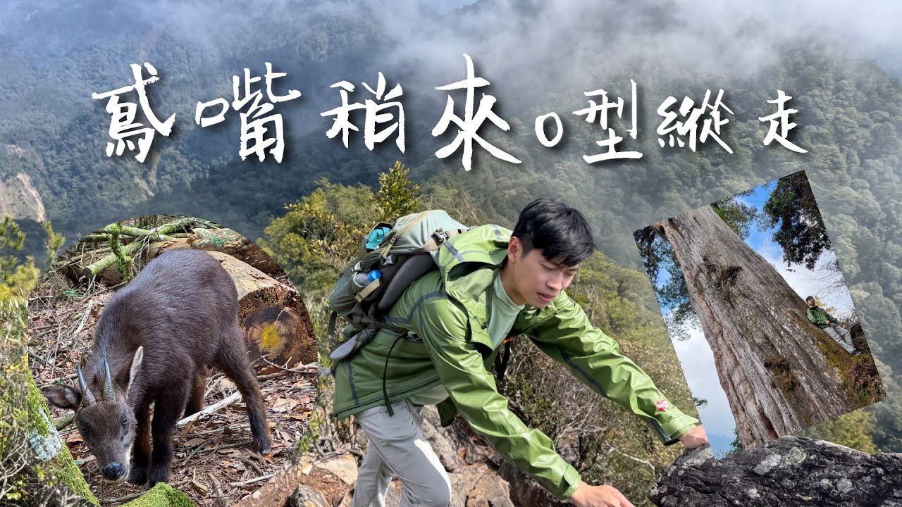 鳶嘴稍來山o型縱走 / 享受攀岩、雲海、360°壯闊大景 / 巧遇不怕人的長鬃山羊！🐐 / 探訪千年稍來神木🌳