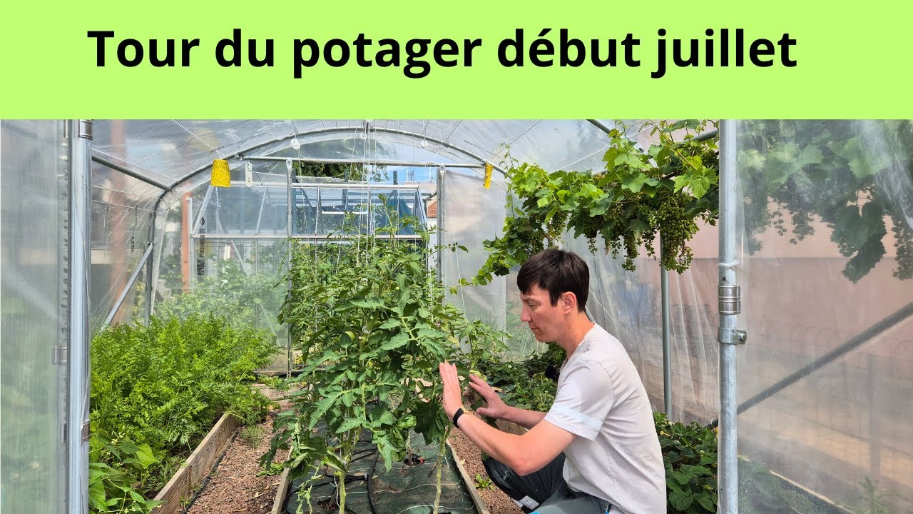 Tour du potager début juillet