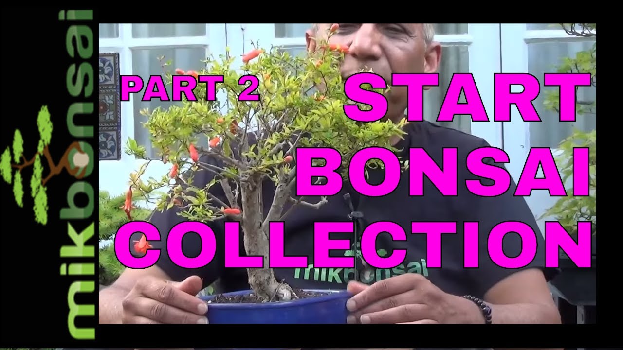 Starting a bonsai tree collection from cuttings, nursery plants Part 2