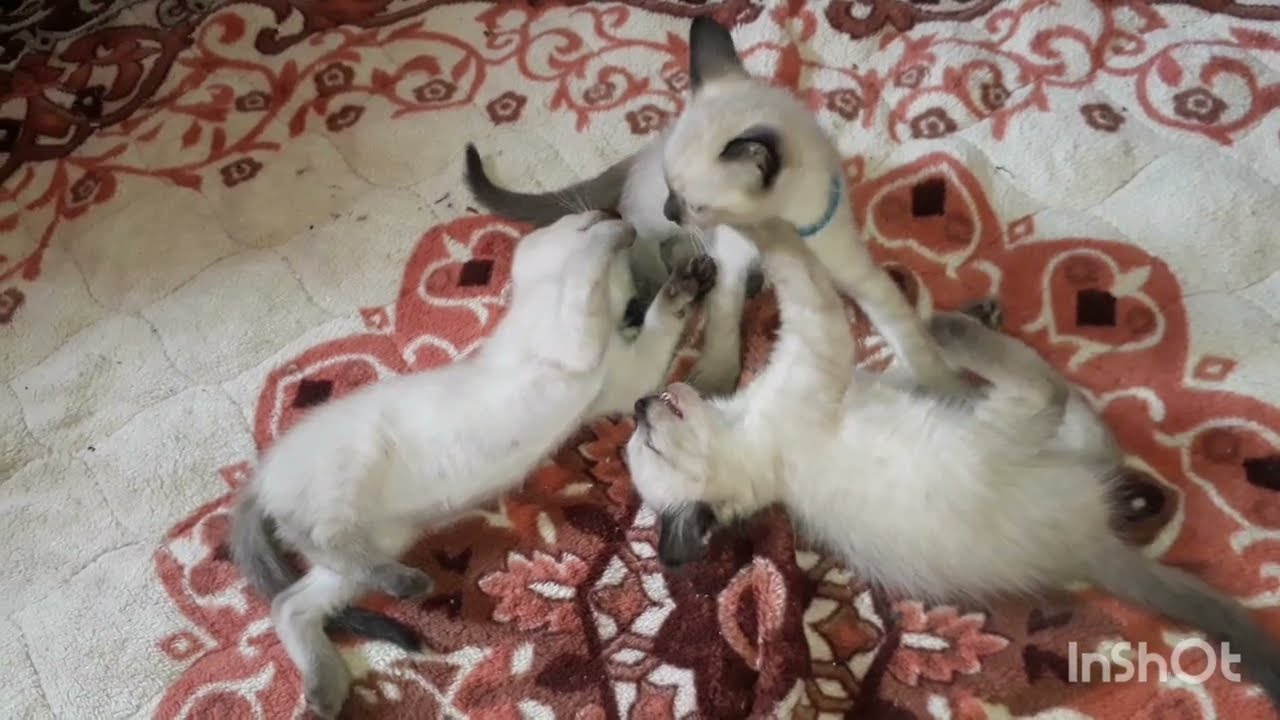 Os Filhotes de Gatos Siameses