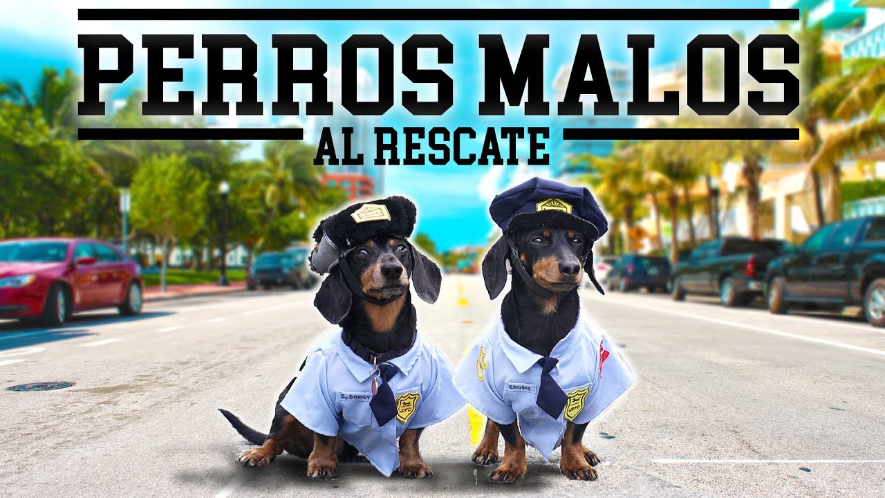 Chicos malos... ¡con perros salchicha!