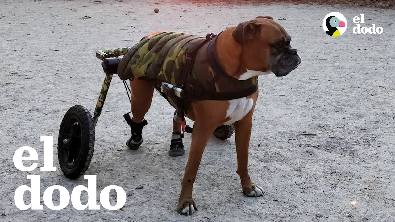 Este perro hace TODO con su silla de ruedas | El Dodo