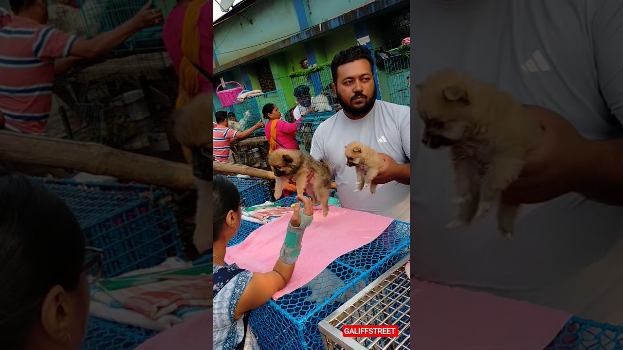 galiff street pet market | dog market Kolkata 