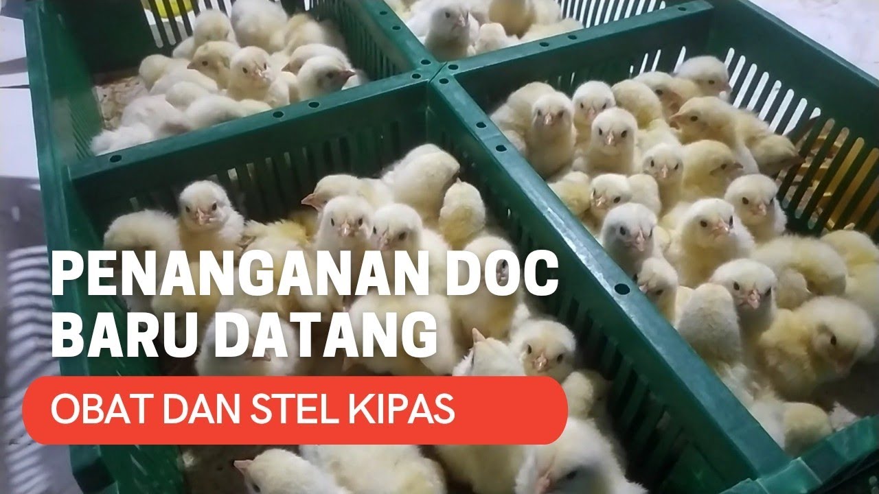 Doc ayam broiler 6000 ekor datang dan perawatan di awal
