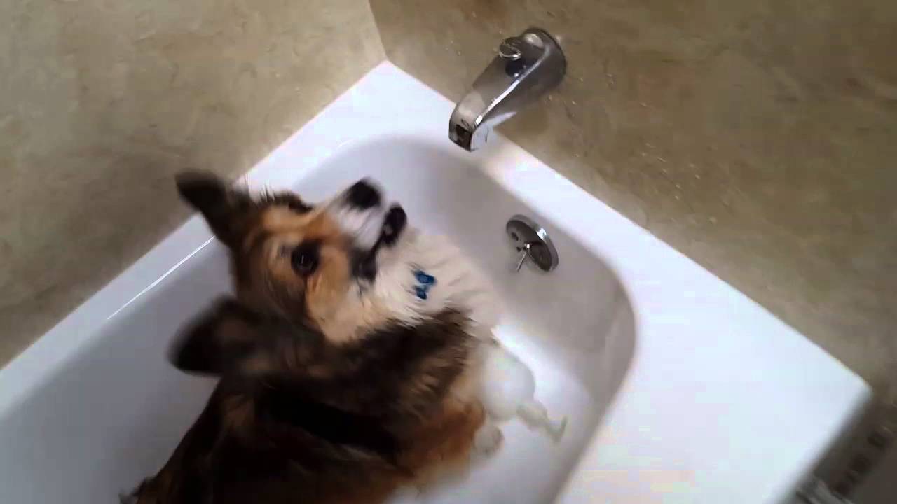 Funny Corgi dog goes crazy over SHOWERS!! Any house, anywhere, any time!