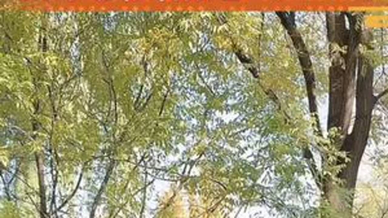 孙楚泊紫竹院公园笛子演奏精选视频（11月9日上午的演奏）