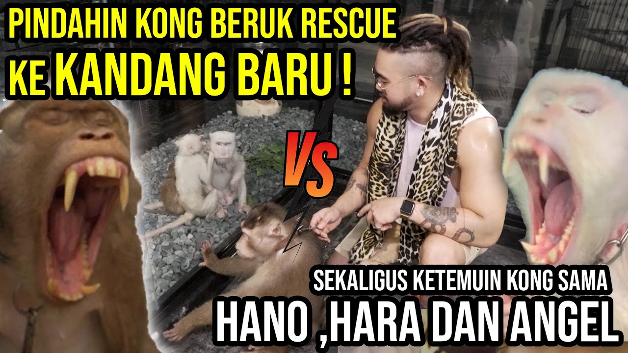 PERTAMA KETEMUIN KONG BERUK RESCUE VS HANOMAN MONYET PANTAI ! PINDAHIN KE KANDANG BARU !