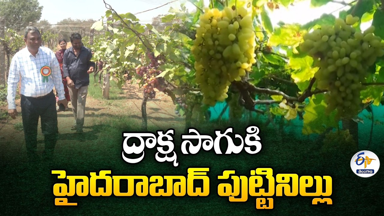 Grapes Festival 2026 | Interview with Dr Suresh Reddy
