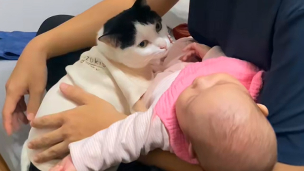 When cats see a baby for the first time ❤️❤️❤️ Baby and Cat Fun and Cute