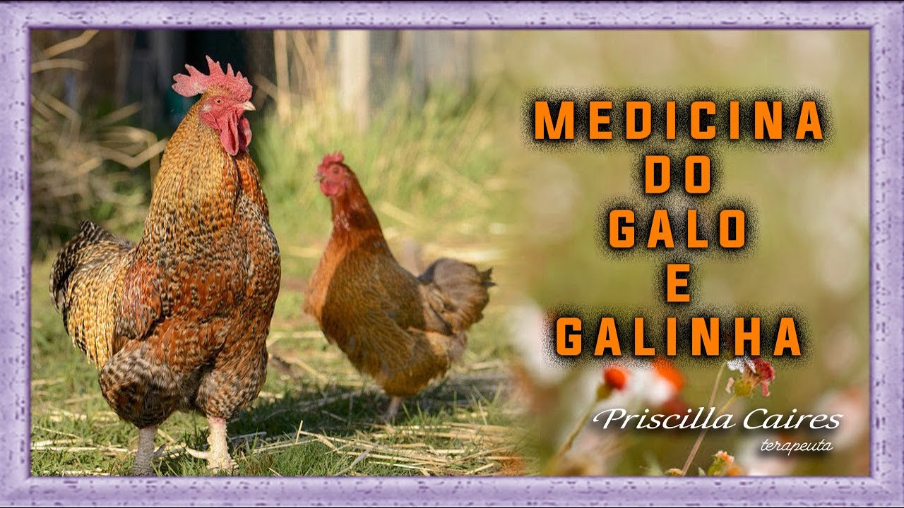Medicina e Meditação do arquétipo Animal de Poder do Galo e Galinha