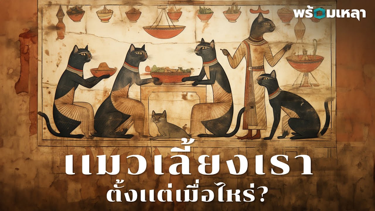 มนุษย์เริ่มเลี้ยงแมวได้ยังไง?
