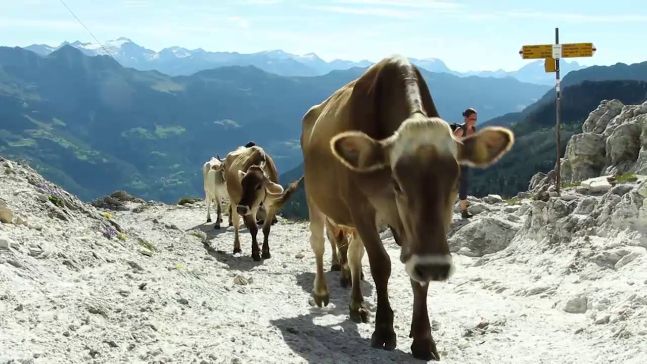 Puntata 03 - Il Formaggio d'Alpe