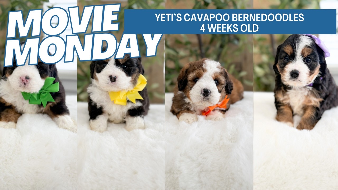 Yeti's Cavapoo Bernedoodle Puppies 4 weeks