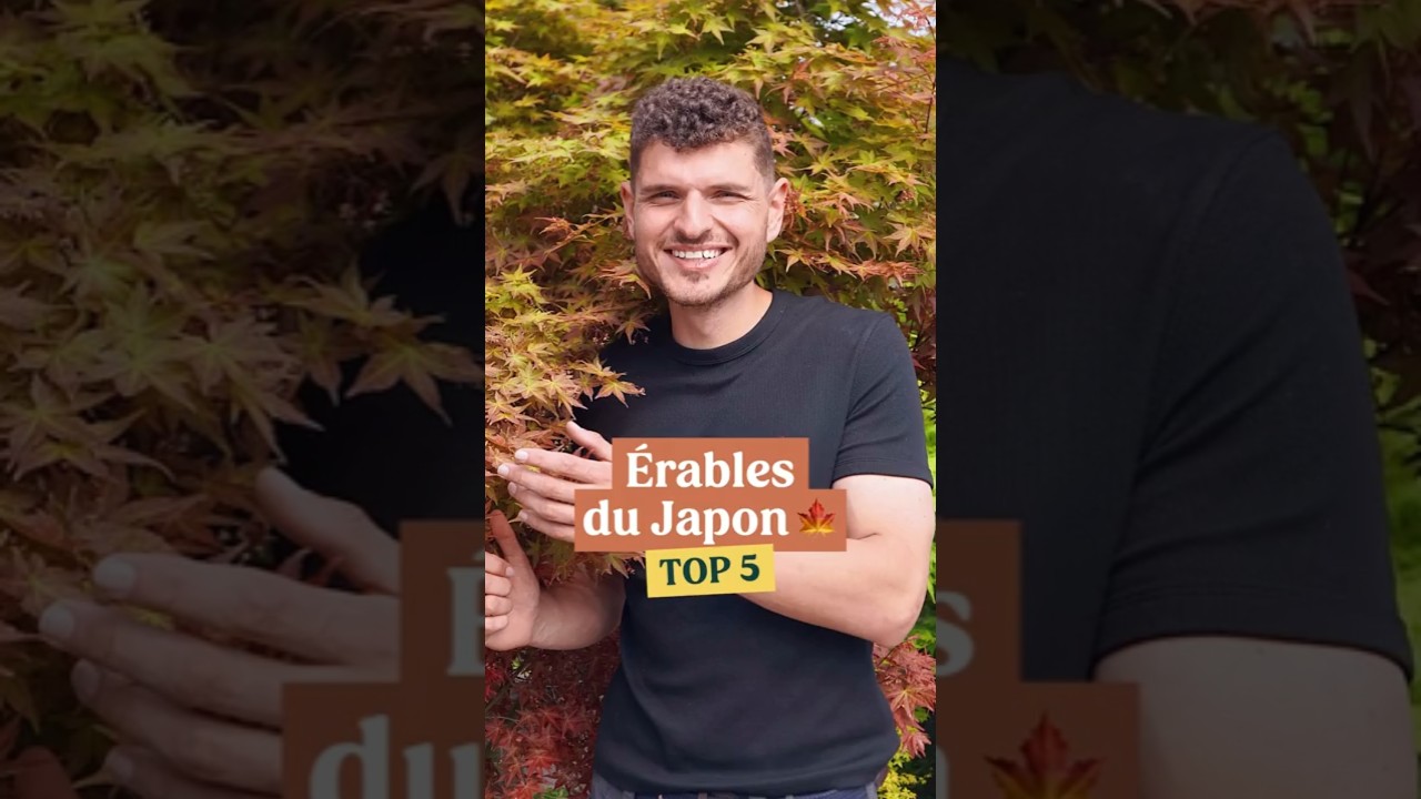 Top 5 Mes &eacute;rables du Japon pr&eacute;f&eacute;r&eacute;s !