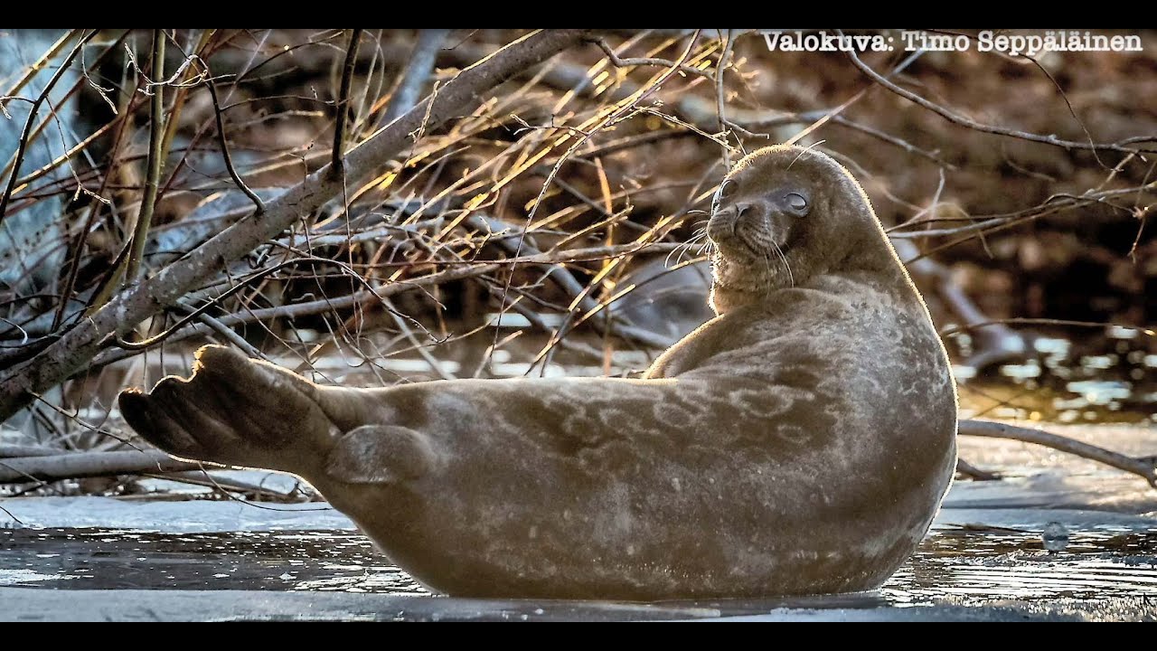Yhteinen norppamme - saimaannorpan esittely