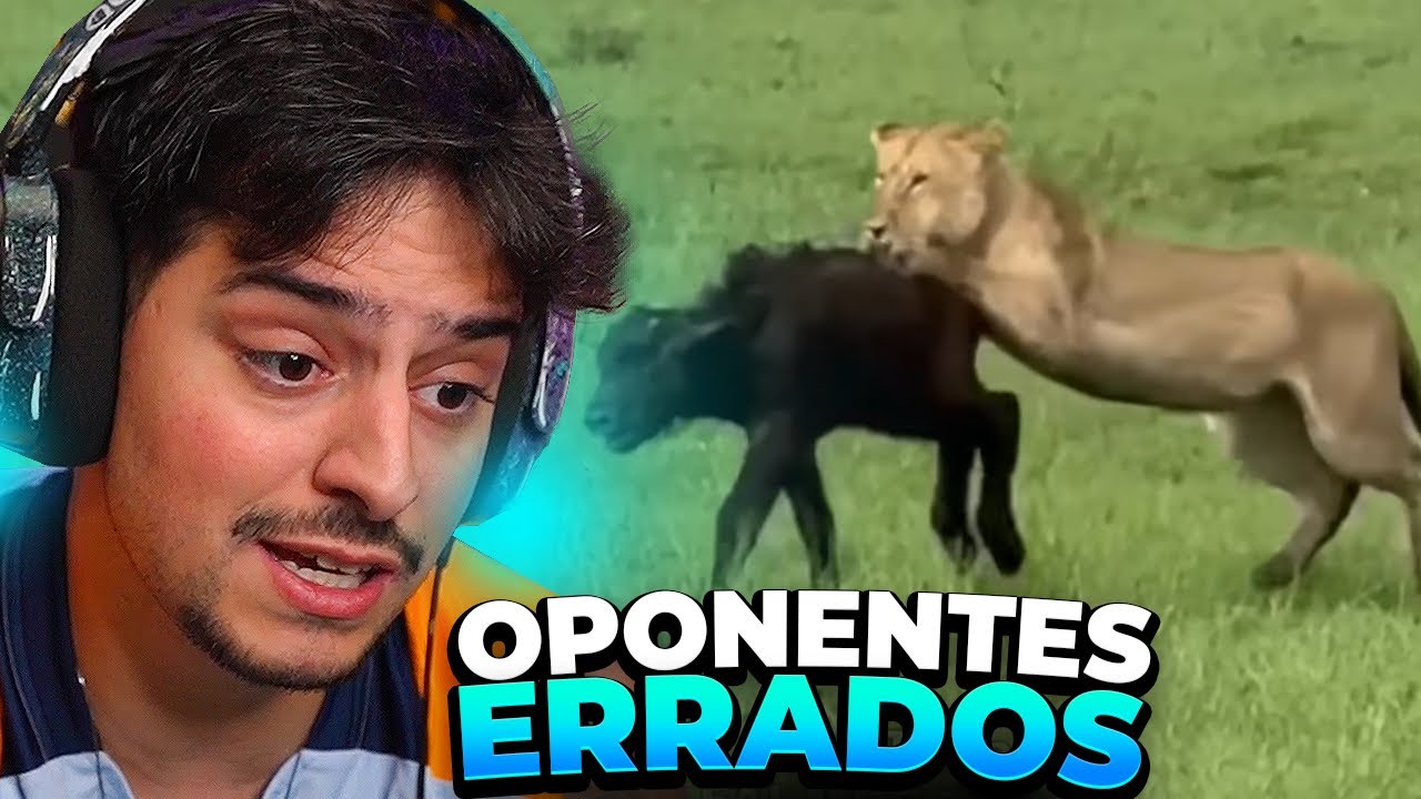 CORINGA REAGE AO FALA DE TUDO: ANIMAIS QUE SE METERAM COM OPONENTE ERRADO PT.2