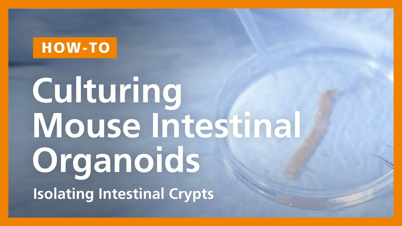 How to Culture Mouse Intestinal Organoids: Isolating Intestinal Crypts and Establishing Organoids