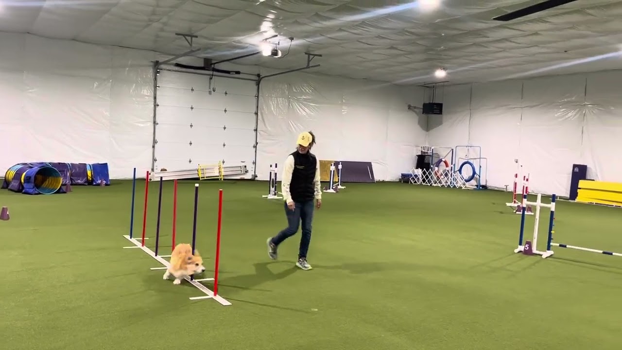 HunterVales Royal Telegraham AKC ACT Jumpers Level 2 Course C