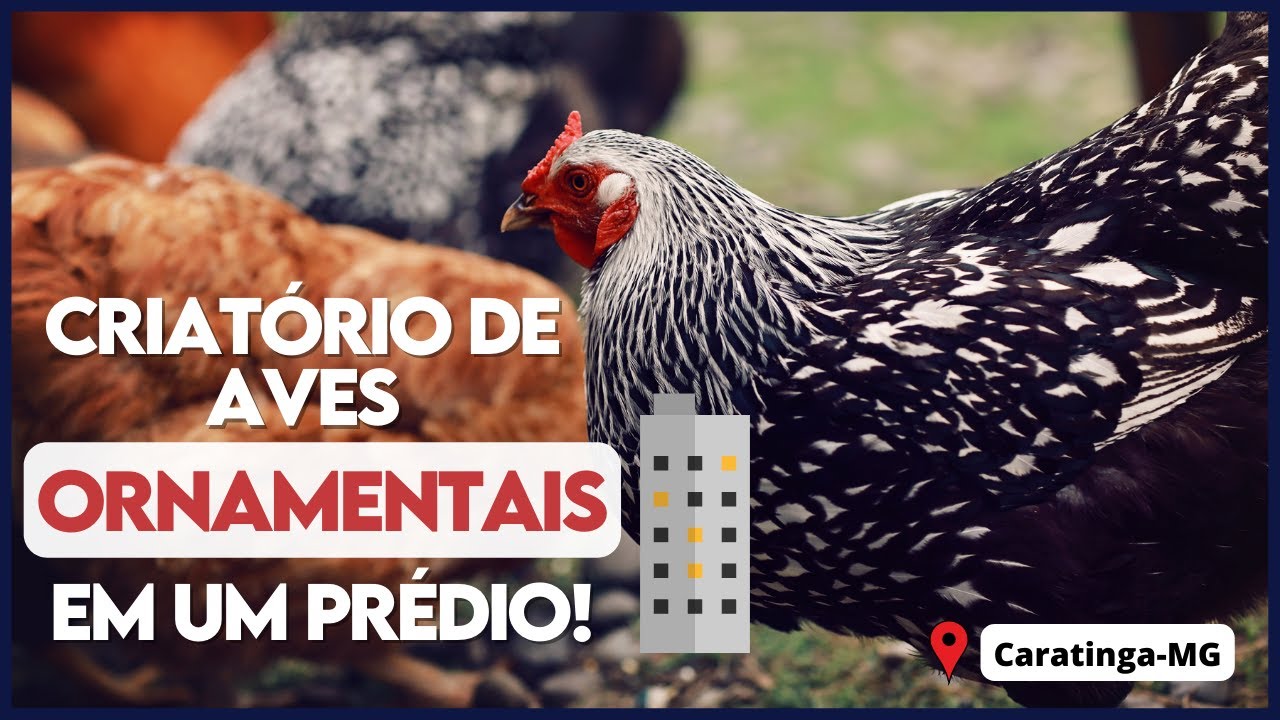 Você NUNCA VIU ISSO, um criatório de AVES ORNAMENTAIS em um prédio. 4 ANDARES DE GALINHAS.
