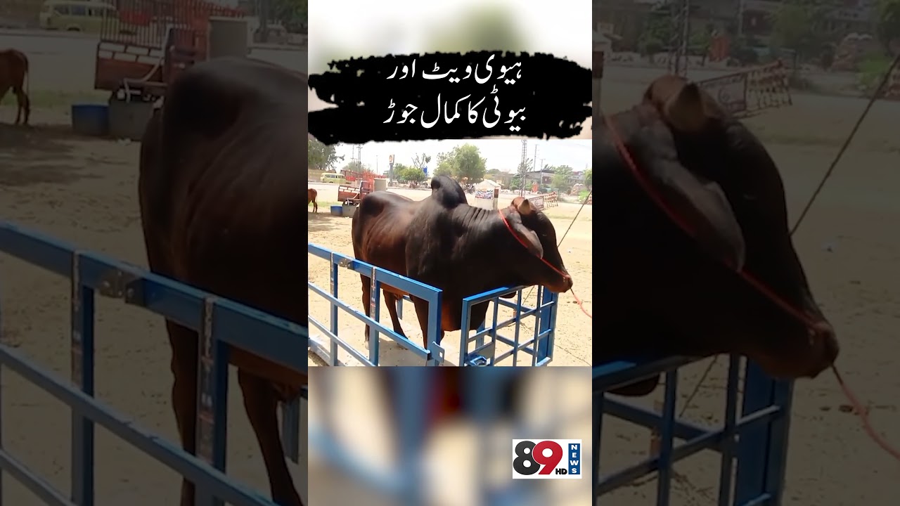 Heavy Weight Janwar | 89 News Official