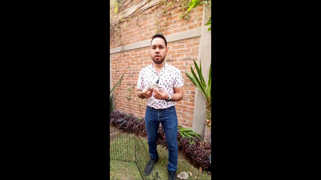 Corralito y sustrato para erizos | Erizoo México