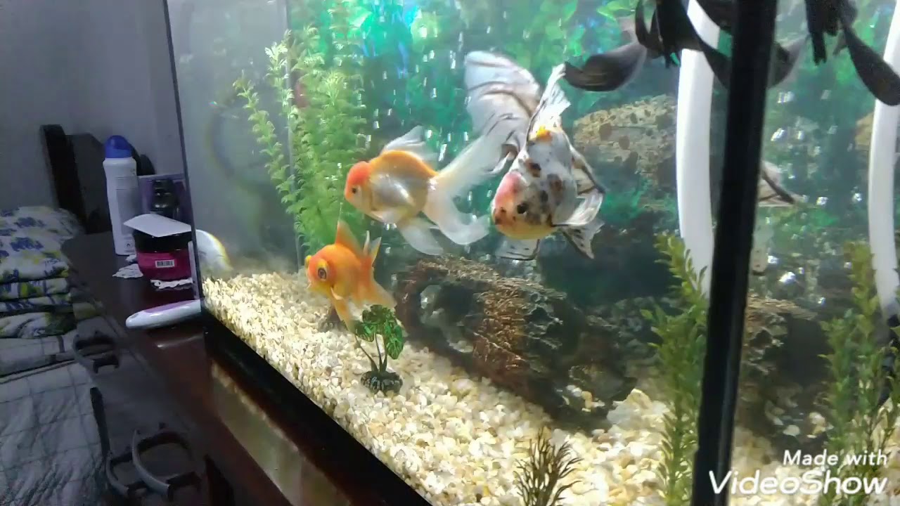 Meu aqu&aacute;rio de kinguios e corydoras.