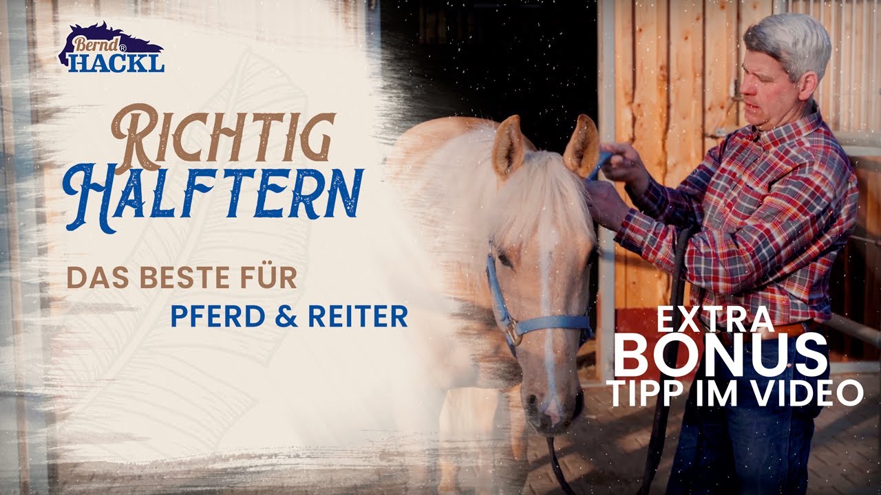 Halfter richtig anlegen I Bernd Hackl erklärt! 🐴